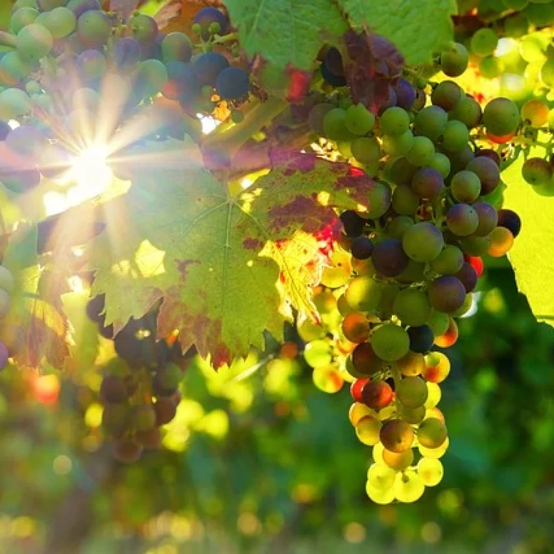 grapes-3550729_640