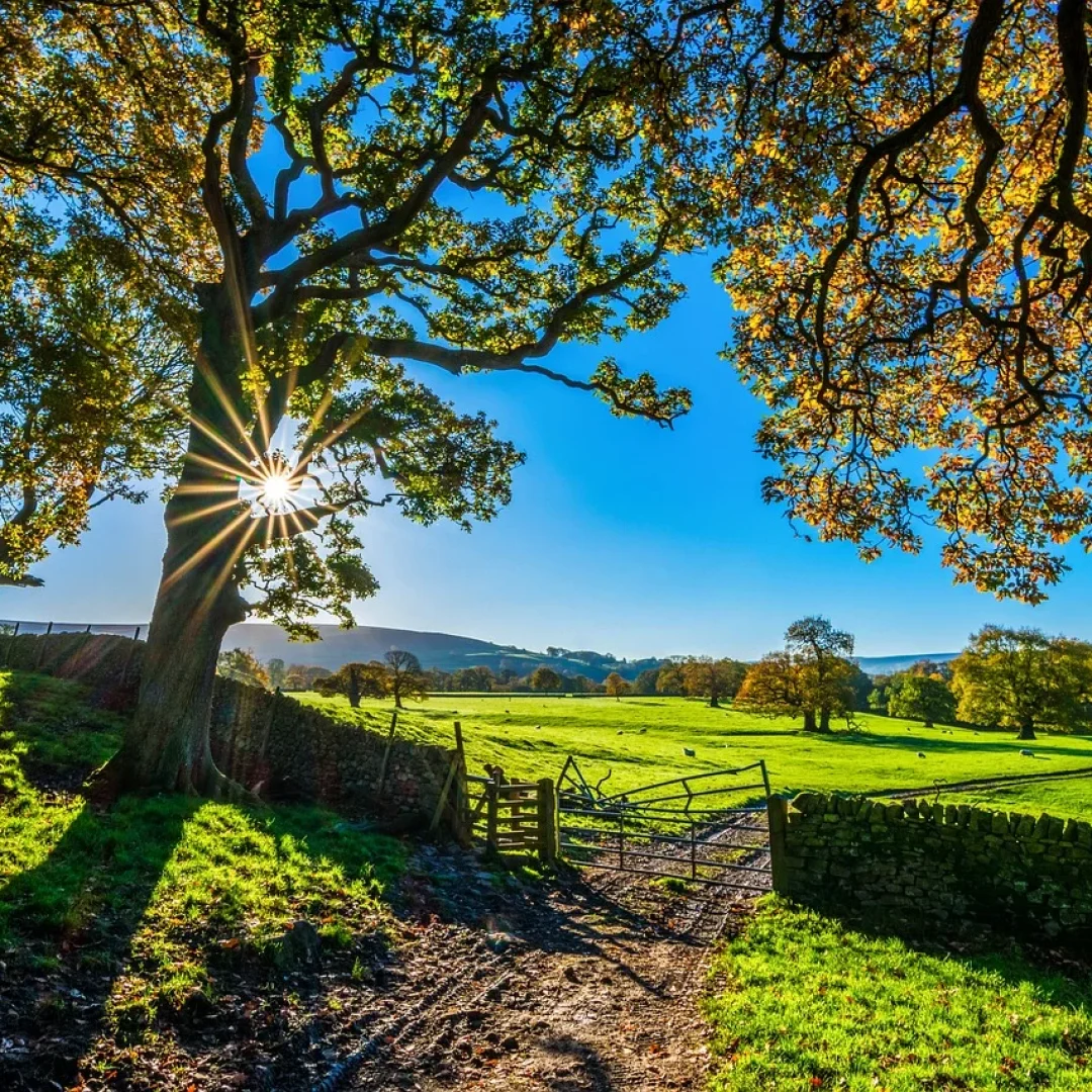 trees-2900064_1280-1